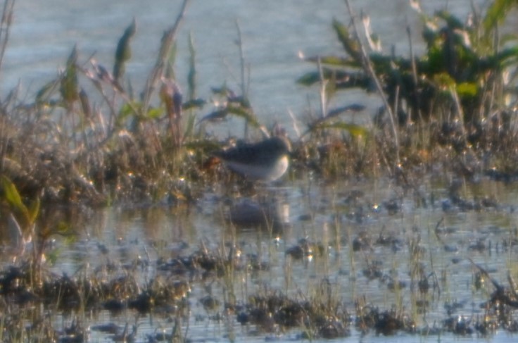 Western Sandpiper - ML331751351