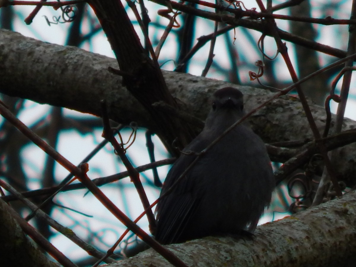 Gray Catbird - ML331752351