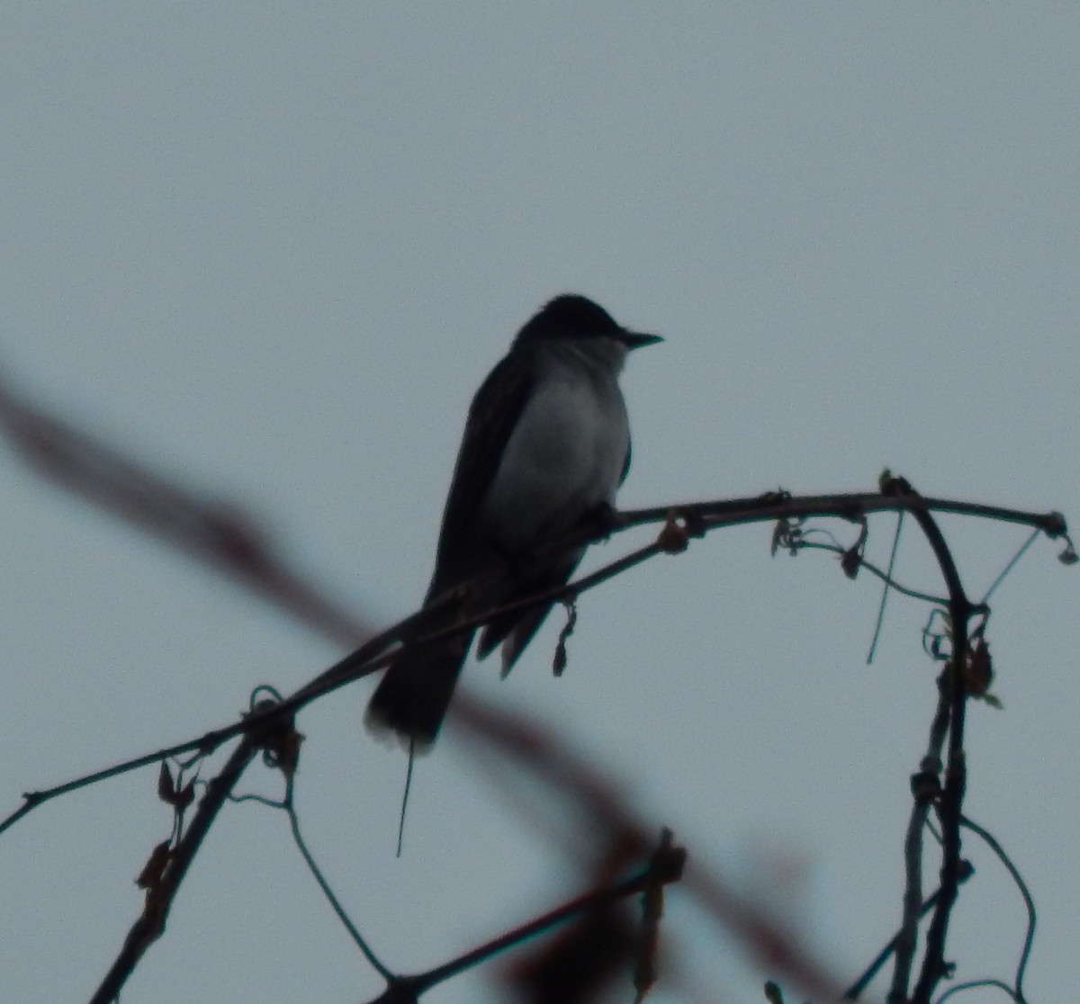 Eastern Kingbird - ML331752521