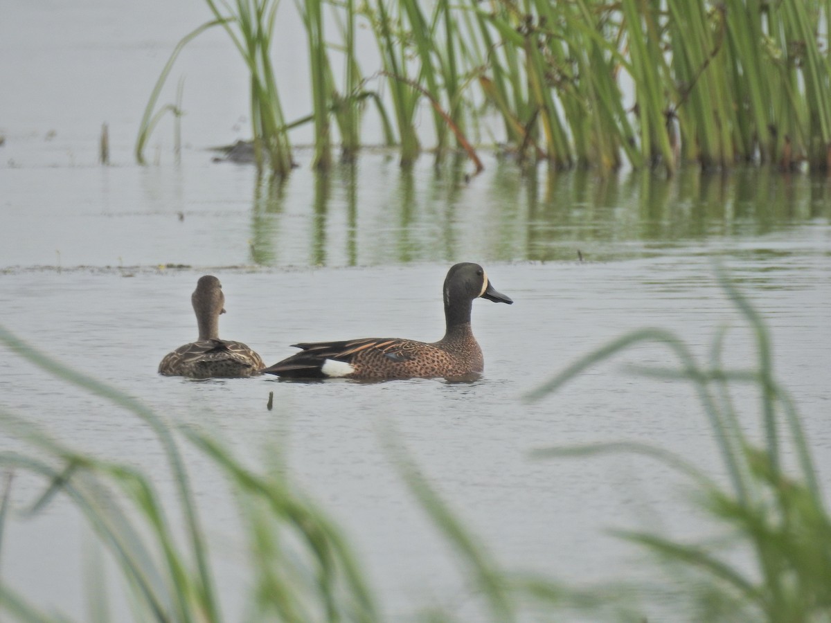 Blue-winged Teal - ML331752791