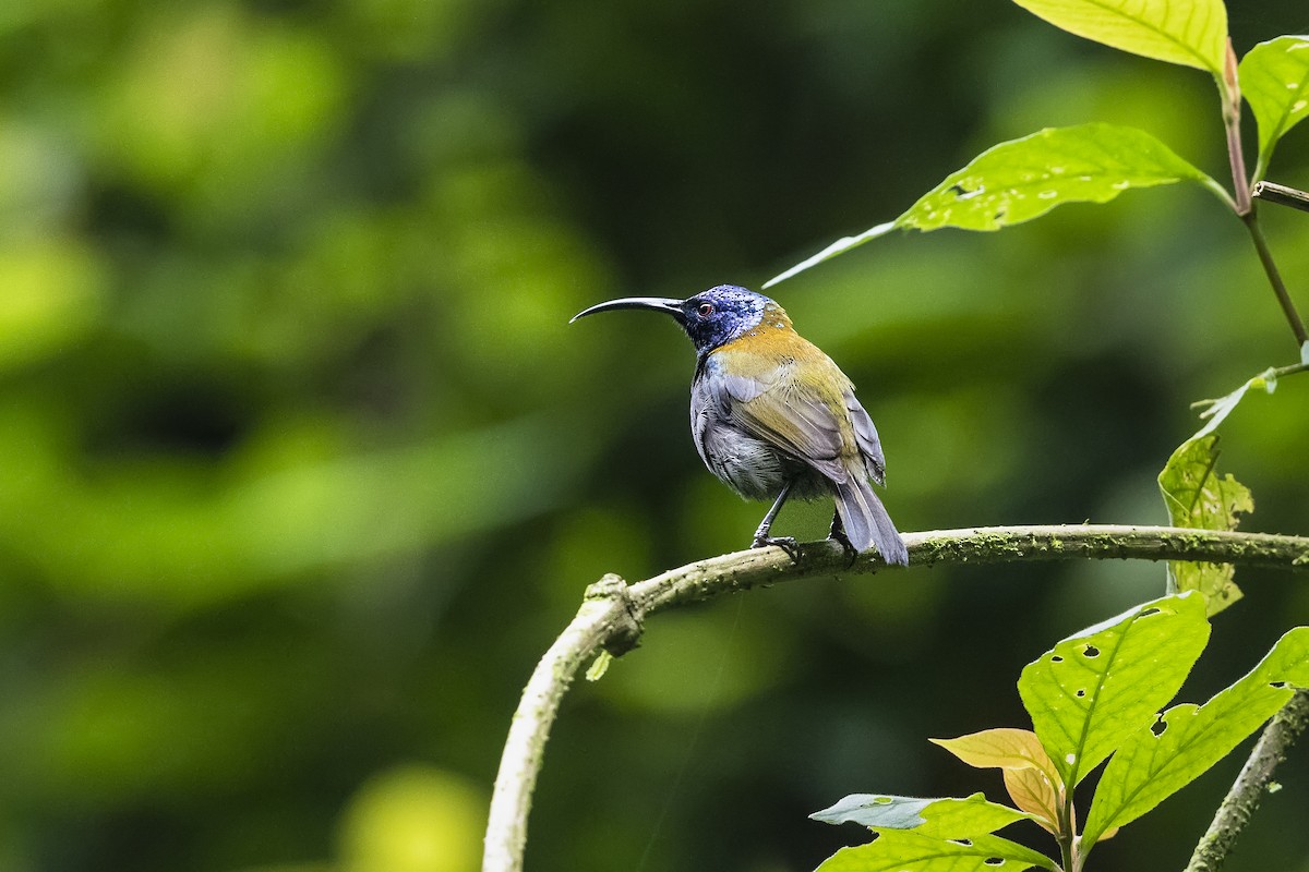 Blue-headed Sunbird - ML331753041