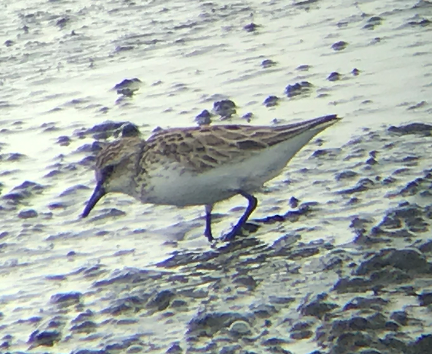 Semipalmated Sandpiper - ML331754711