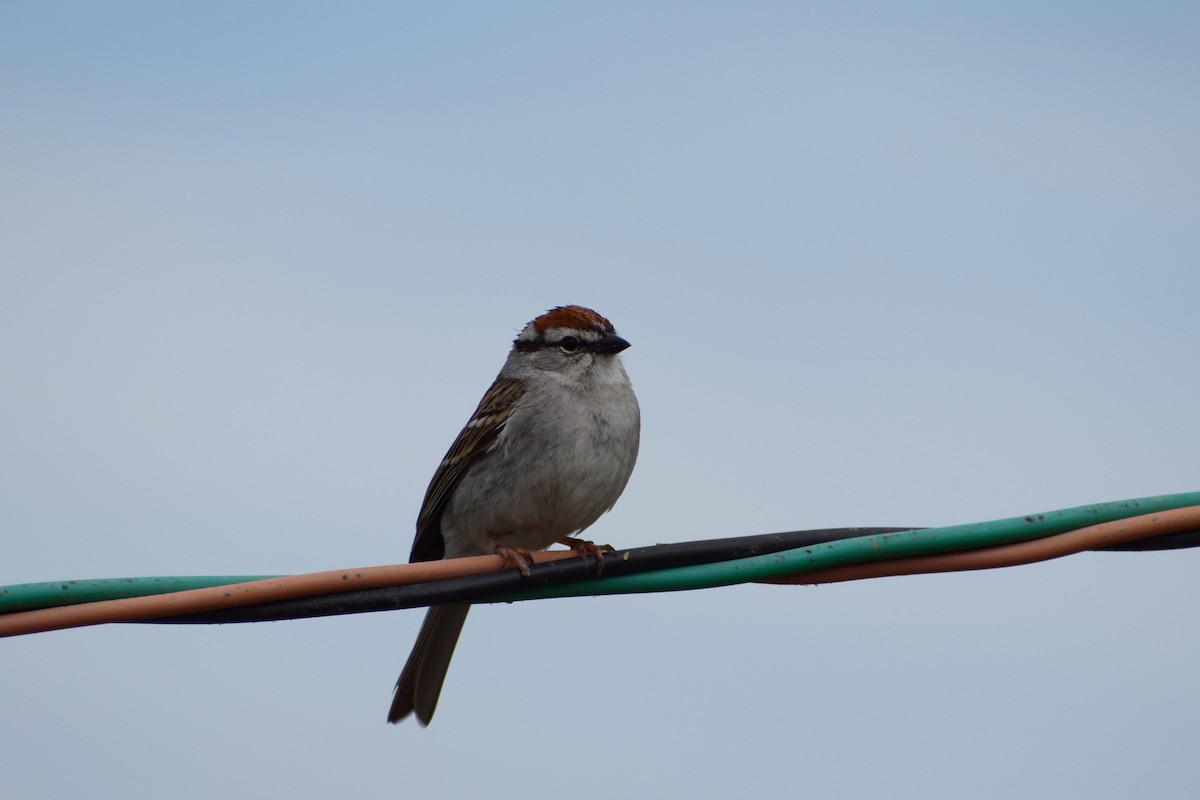 Chipping Sparrow - ML331755541