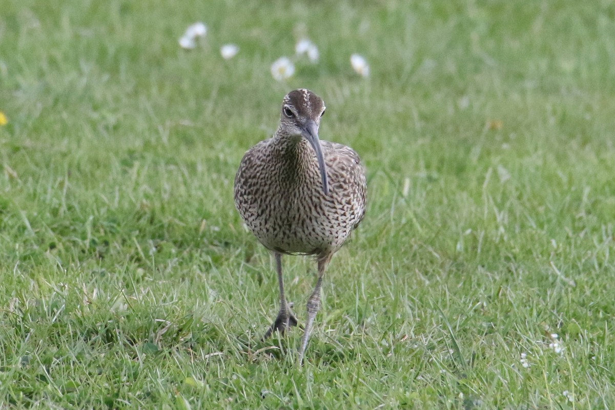 Whimbrel - Ingo Rösler