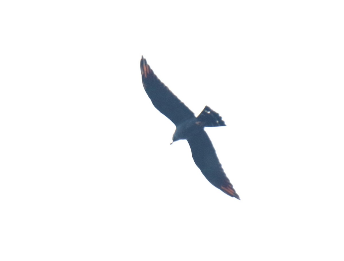 Plumbeous Kite - ML331762231