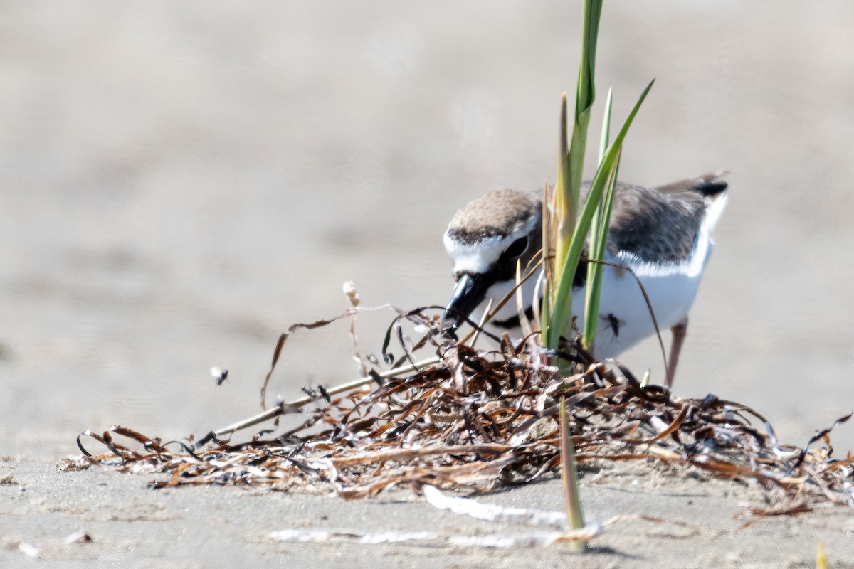 Wilson's Plover - ML331763351