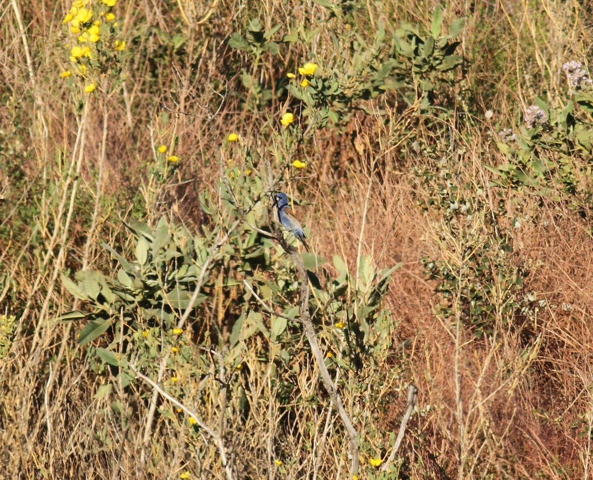 Guiraca bleu - ML331766171