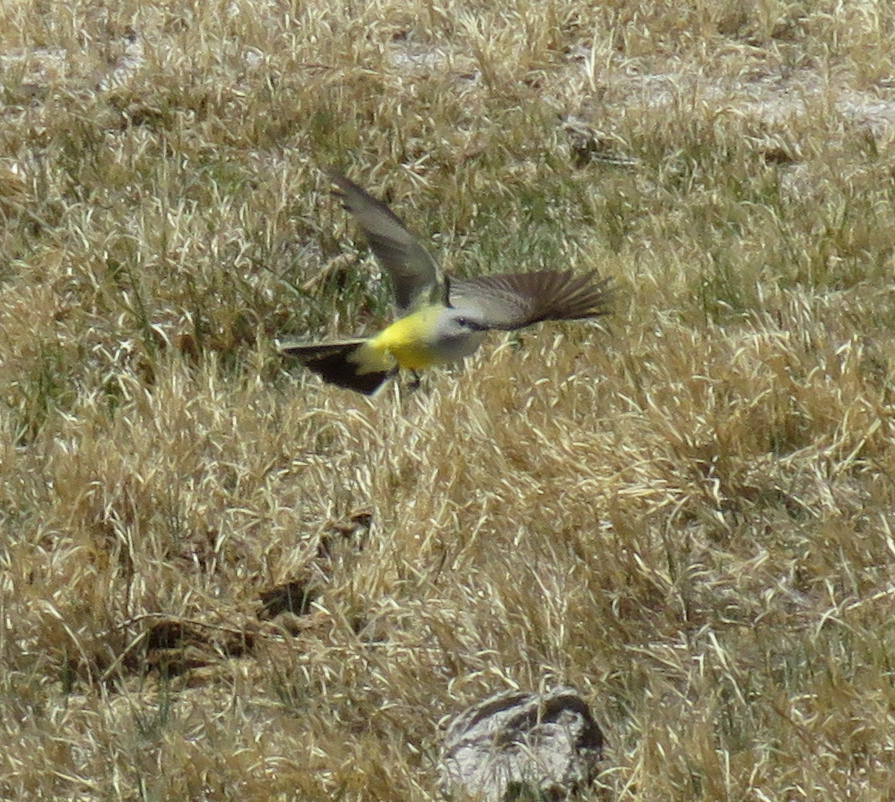 Western Kingbird - ML331768291