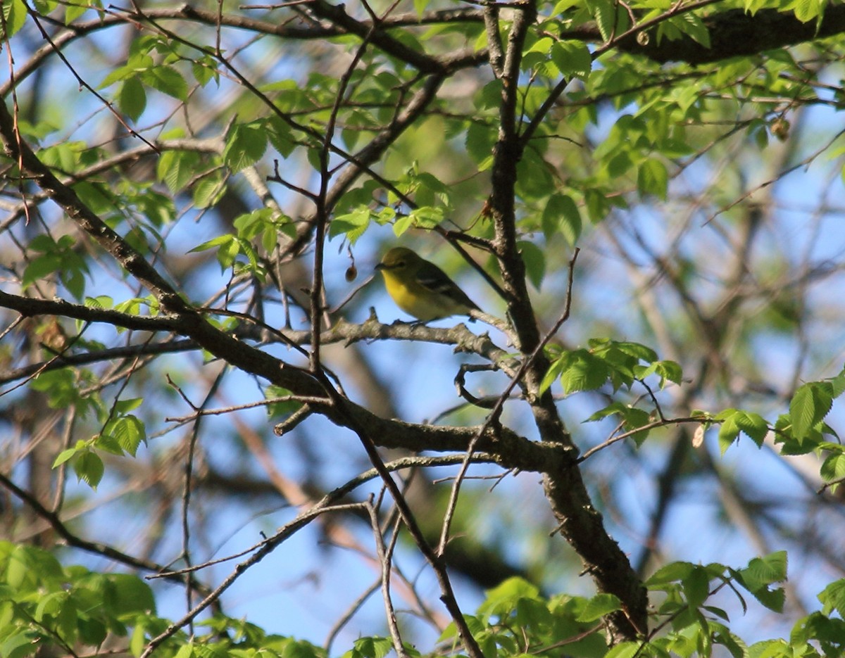 Yellow-throated Vireo - ML331770511