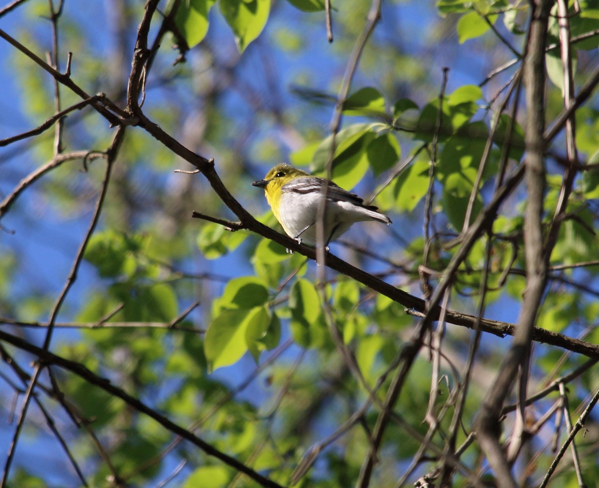 Yellow-throated Vireo - ML331770561