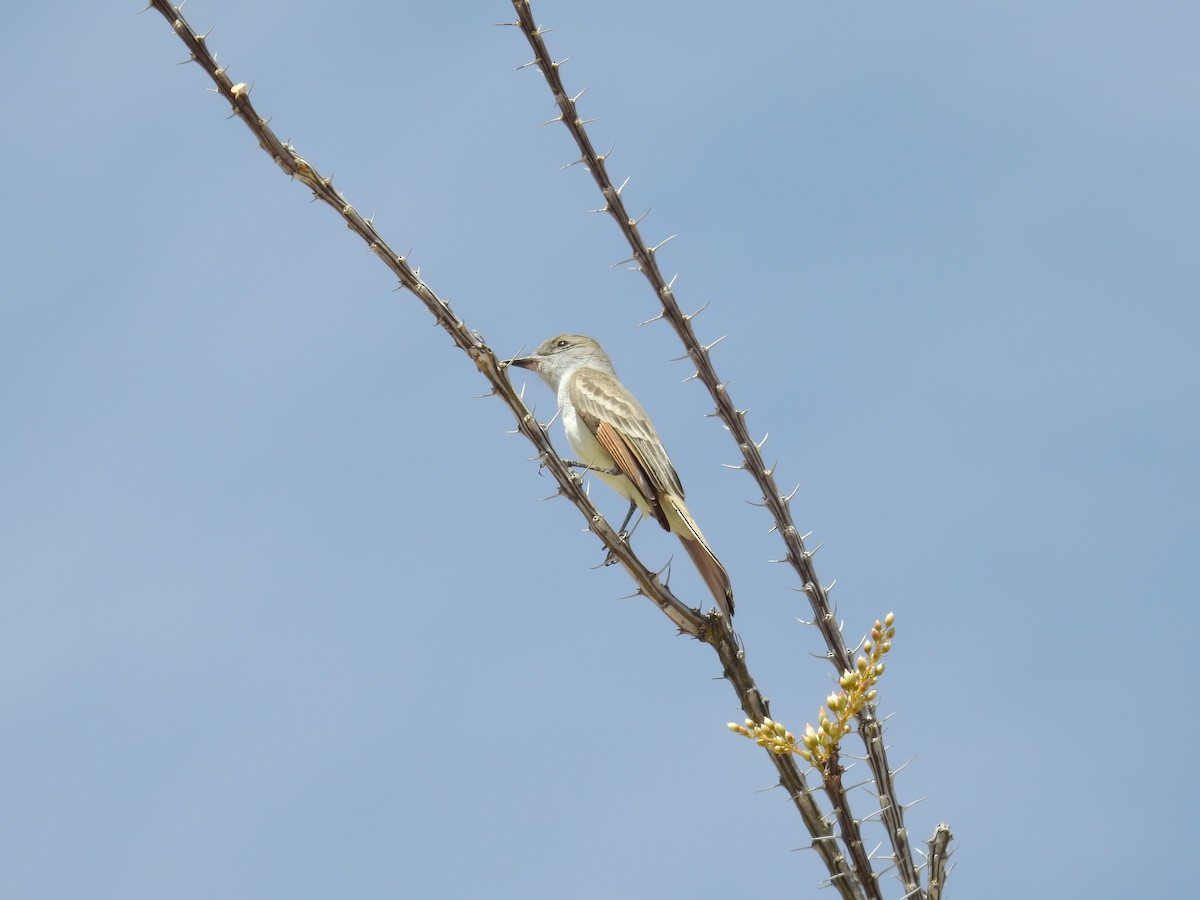 Ash-throated Flycatcher - ML331771551