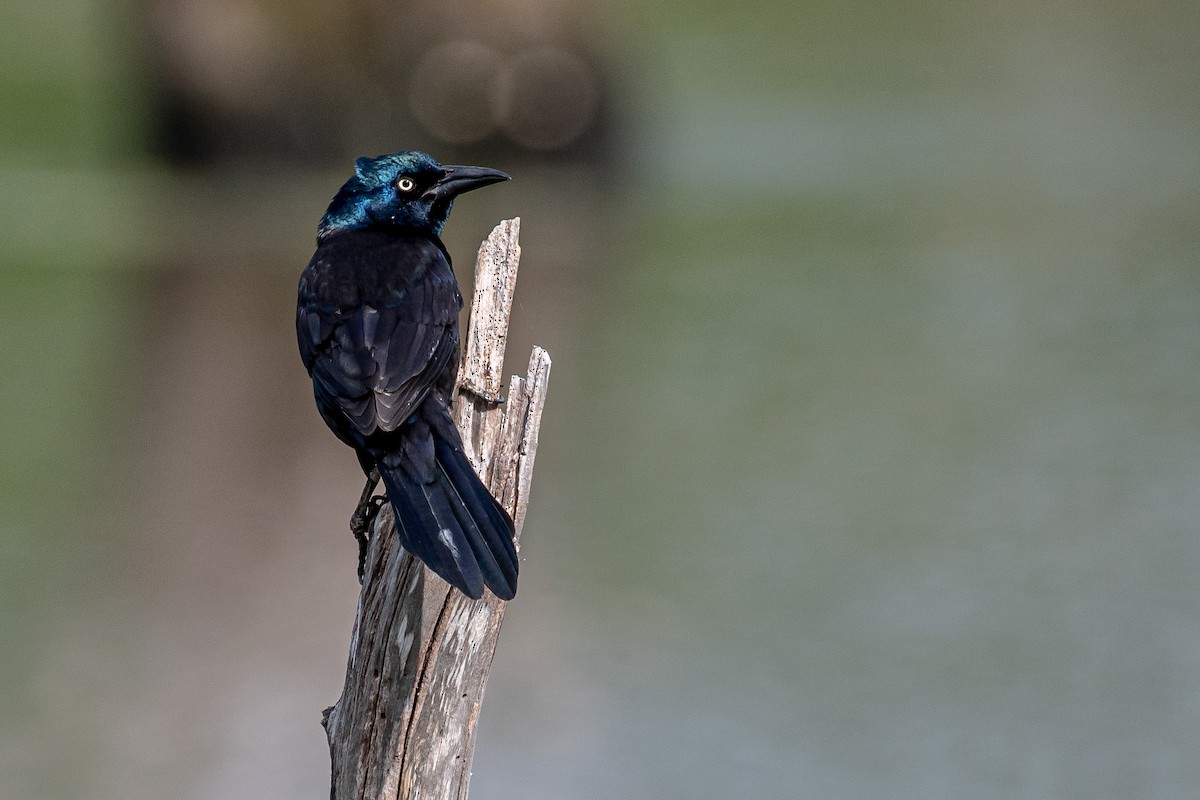 Common Grackle - ML331771721