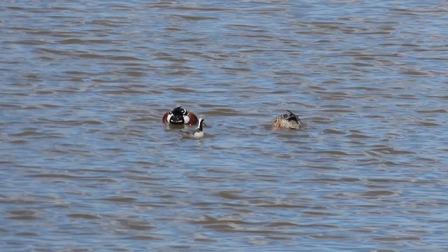 Falaropo Tricolor - ML331771741