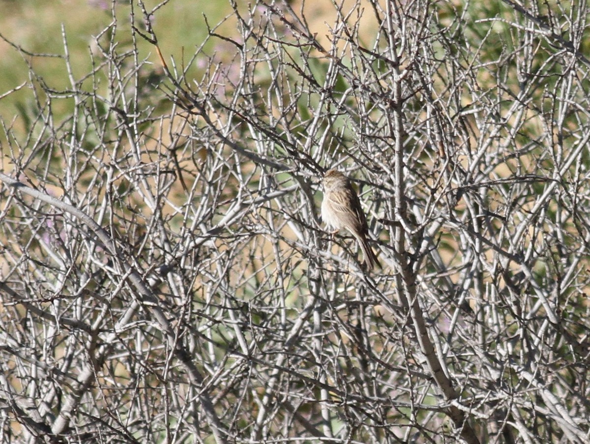 Brewer's Sparrow - ML331772591