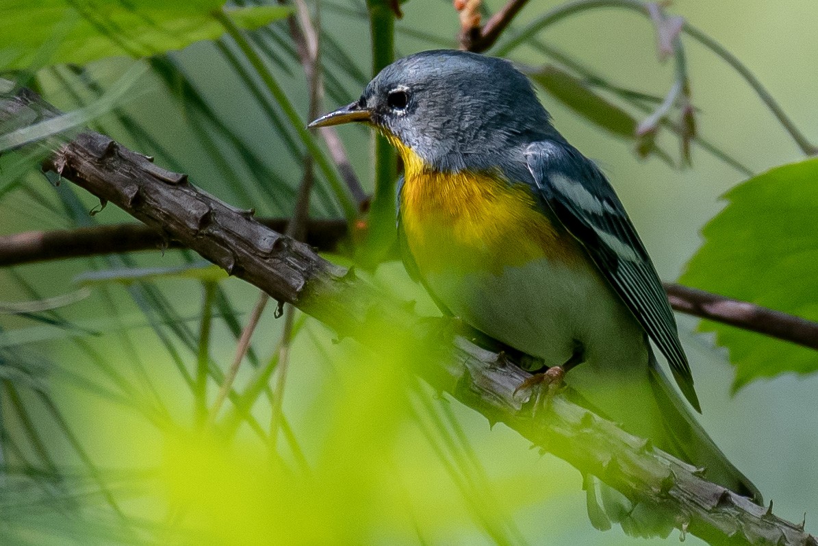 Northern Parula - ML331772631