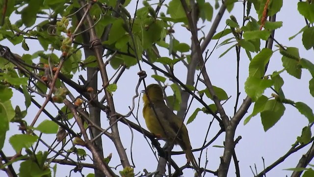 Orchard Oriole - ML331772891