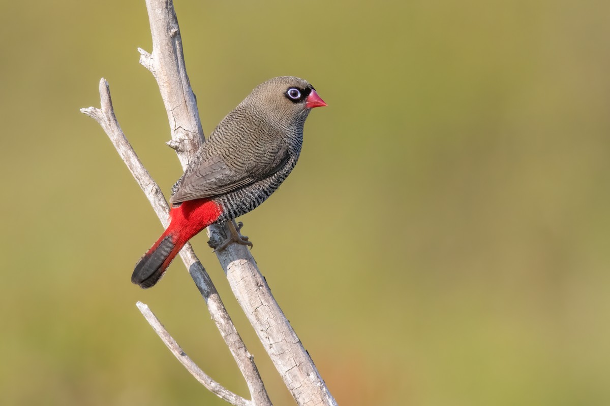 Beautiful Firetail - ML331773941