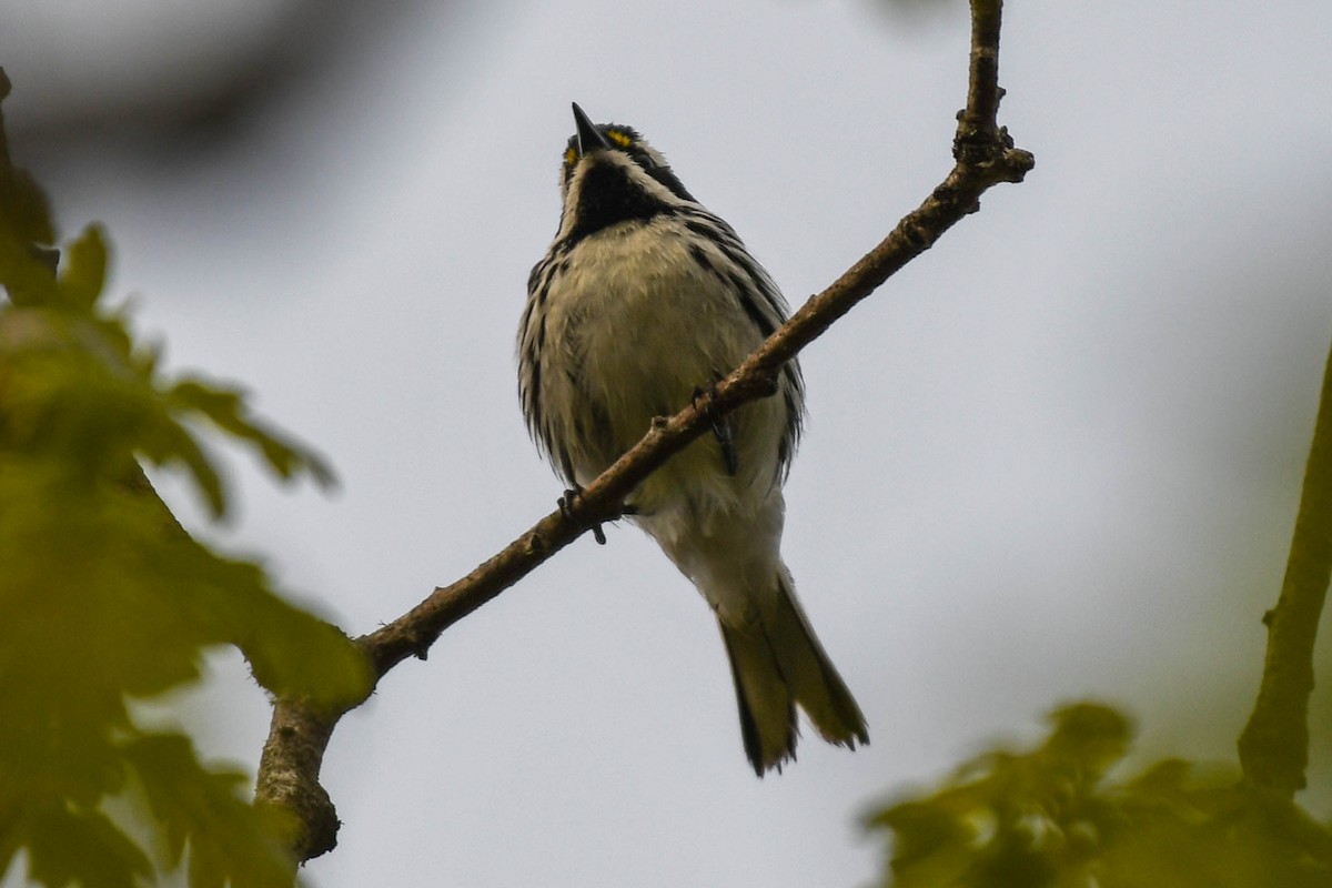 Black-throated Gray Warbler - Joshua Little