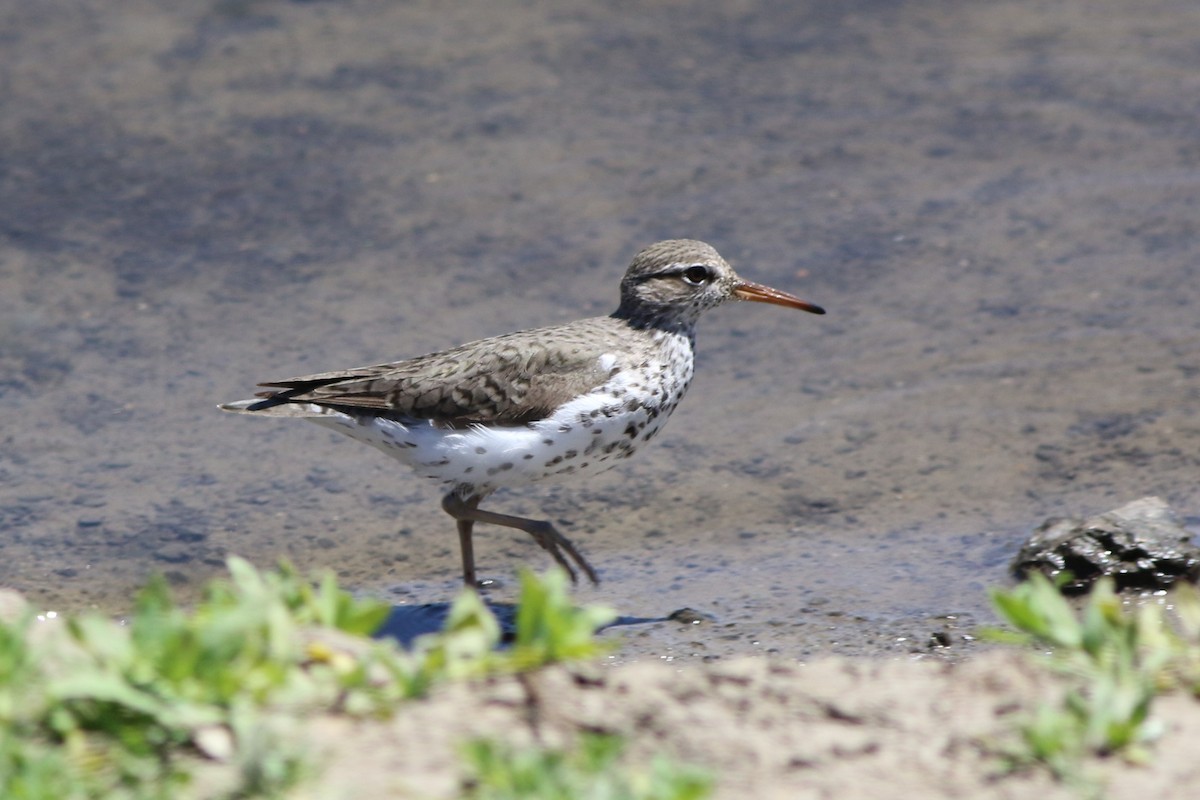 Spotted Sandpiper - ML331777711