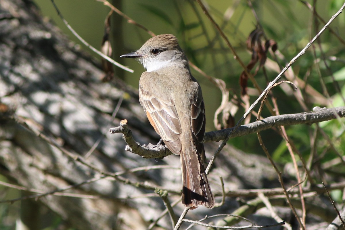 Ash-throated Flycatcher - ML331778931