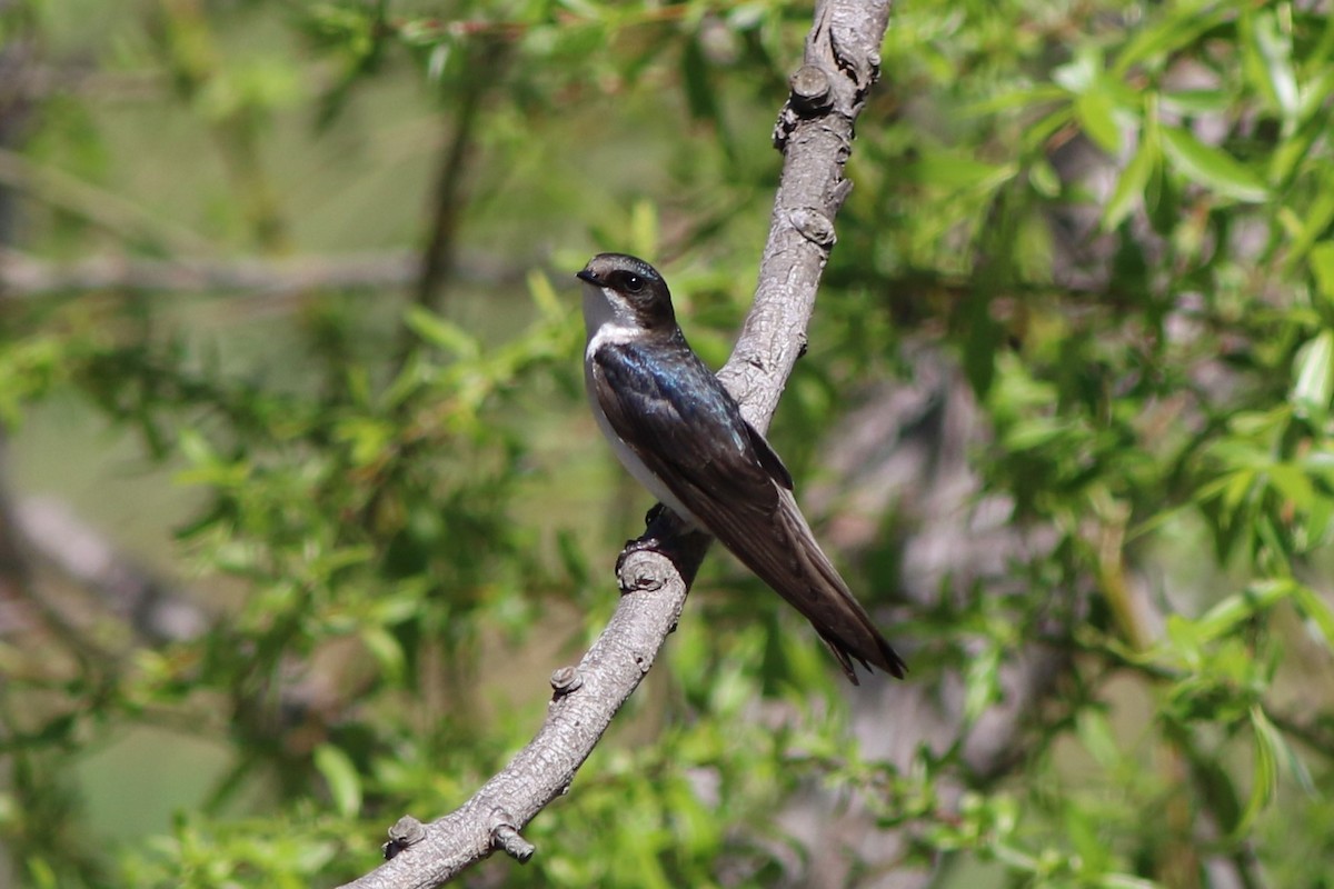 Golondrina Bicolor - ML331779441