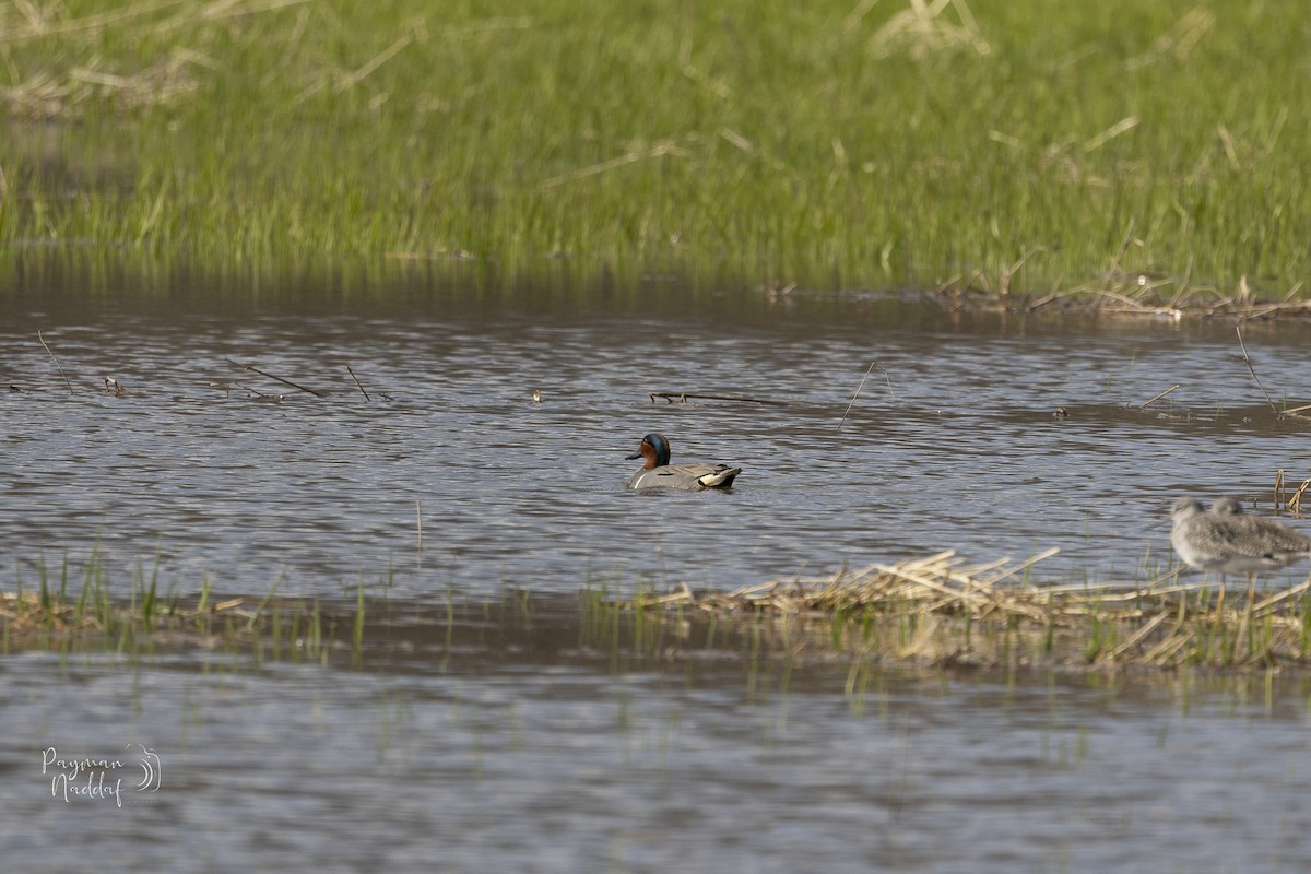 Green-winged Teal - ML331780401