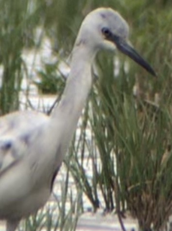 Little Blue Heron - ML331780521