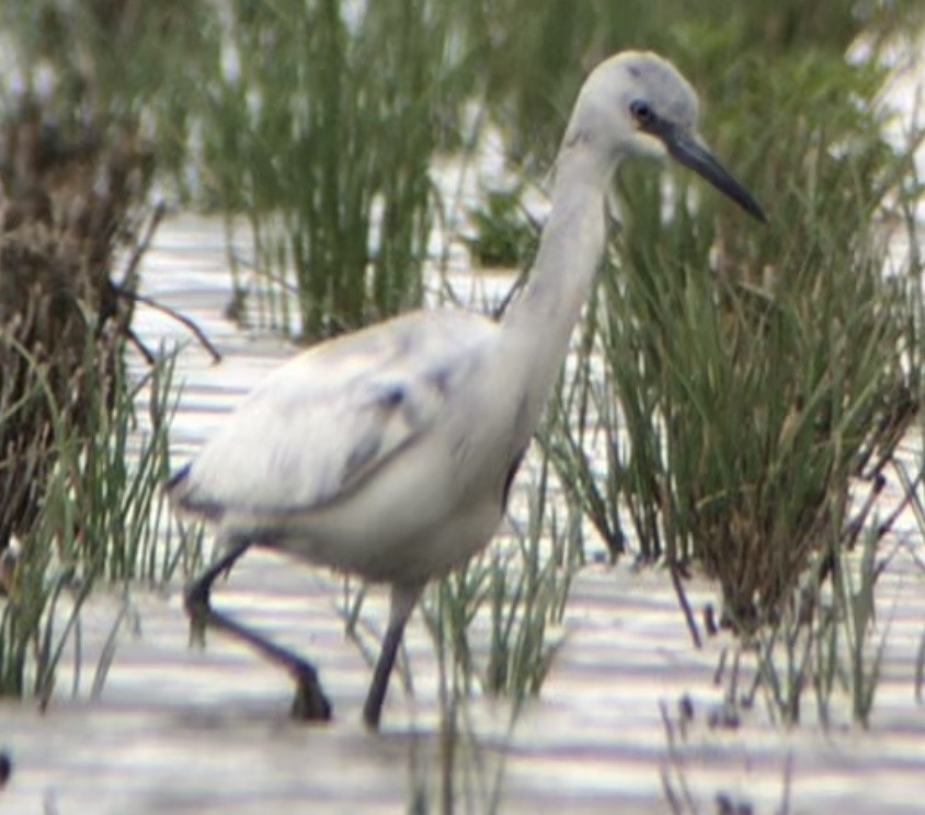 Little Blue Heron - ML331780531