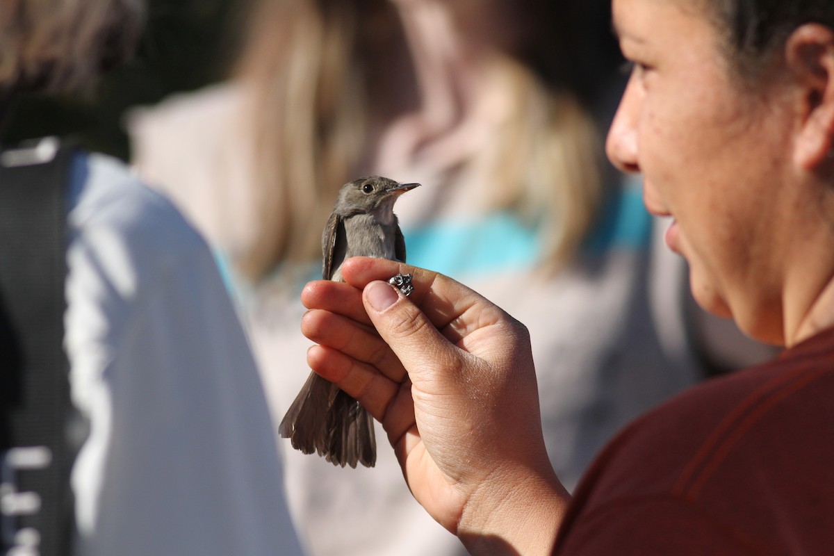 Western Wood-Pewee - Ryan Terrill