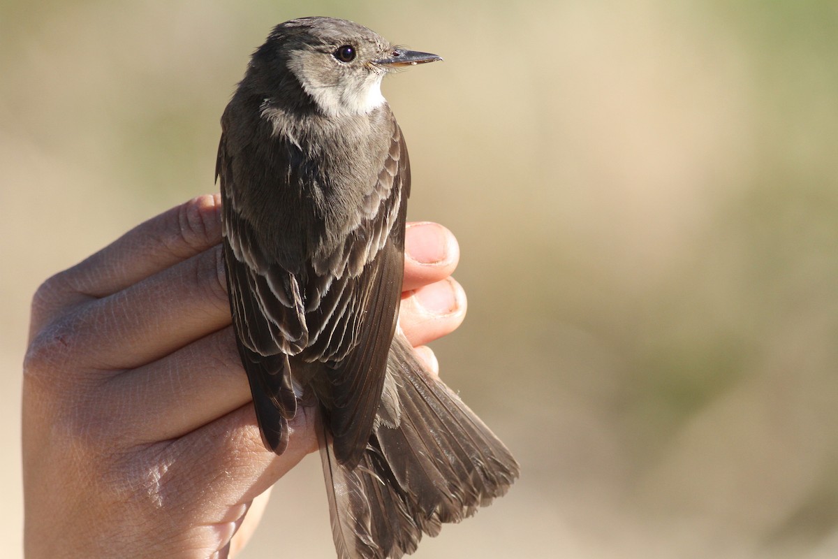 Western Wood-Pewee - ML331781021