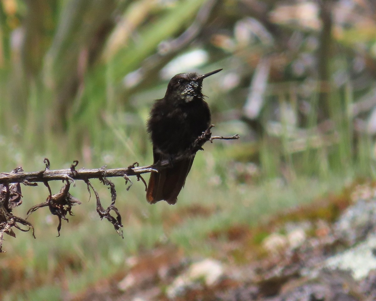 Black Metaltail - ML331781271