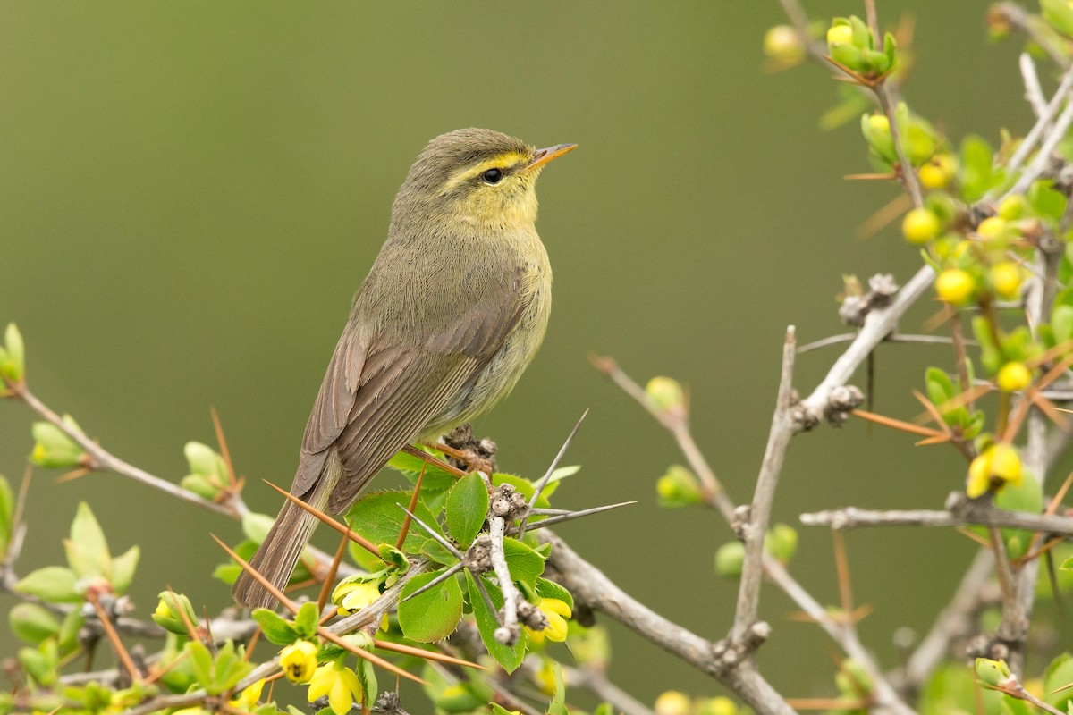 Tickell's Leaf Warbler (Alpine) - David Irving