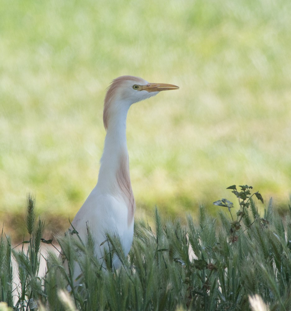 Western Cattle Egret - Len Blumin