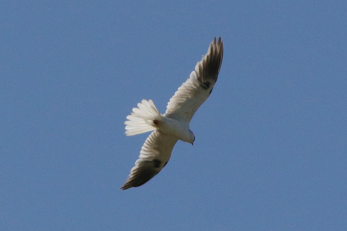 White-tailed Kite - ML331785711