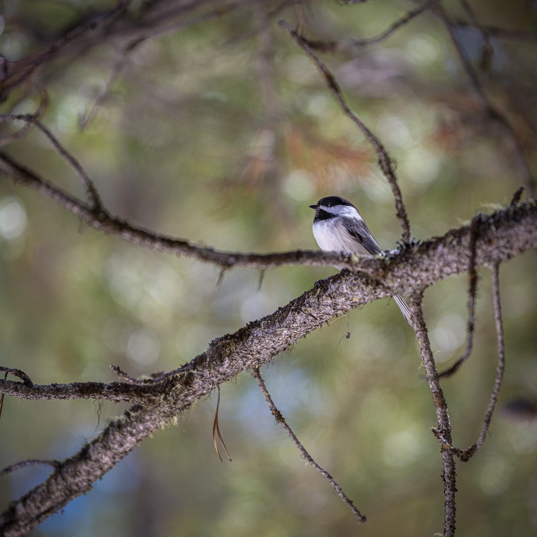 Black-capped Chickadee - ML331786361