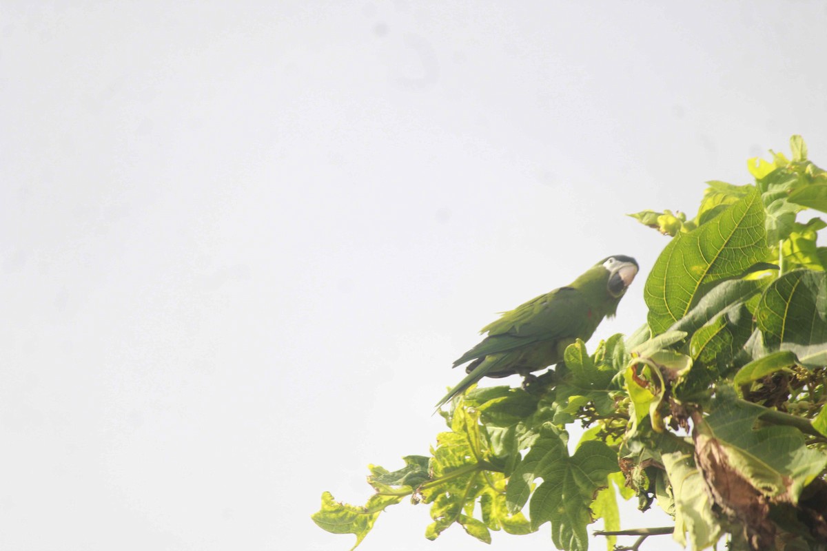 Red-shouldered Macaw - ML331786701