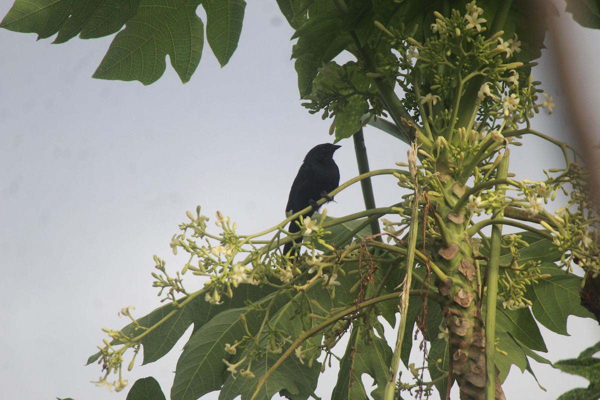 Velvet-fronted Grackle - ML331786881