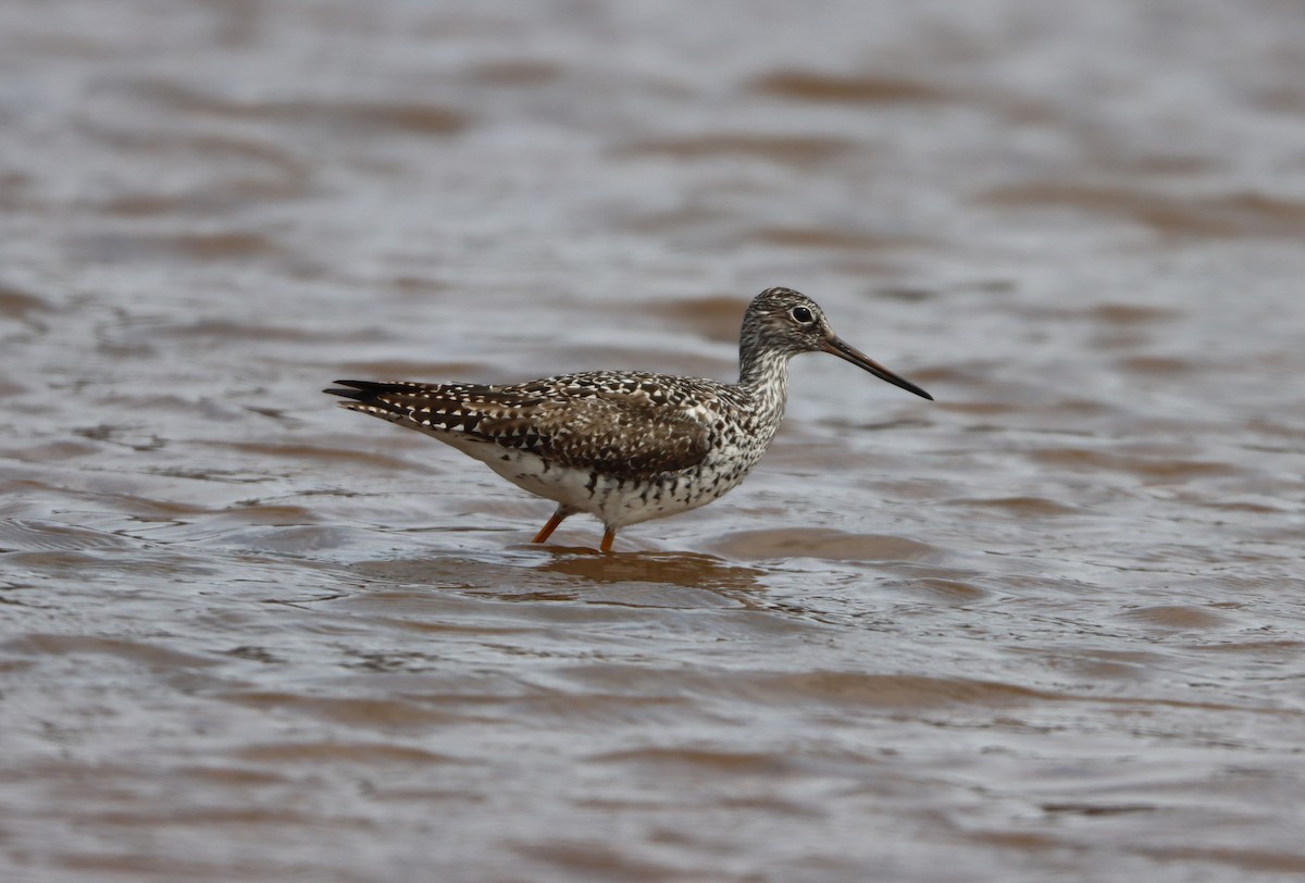 Greater Yellowlegs - ML331787261