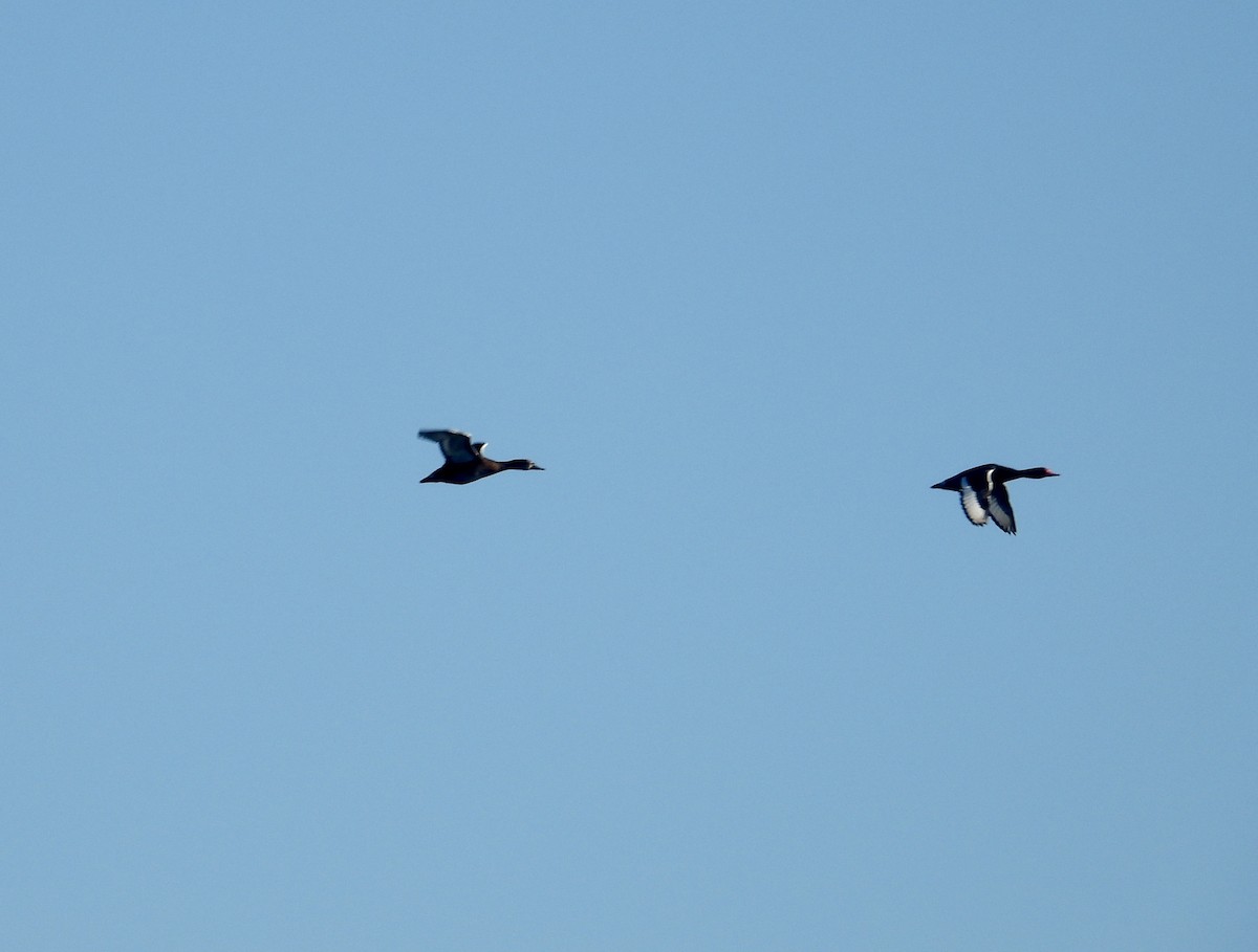 Rosy-billed Pochard - Alejandra Pons