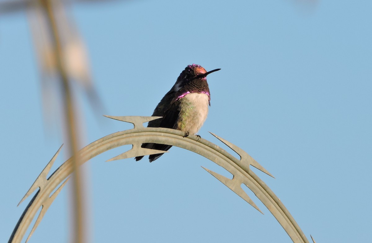 Costa's Hummingbird - ML33179011