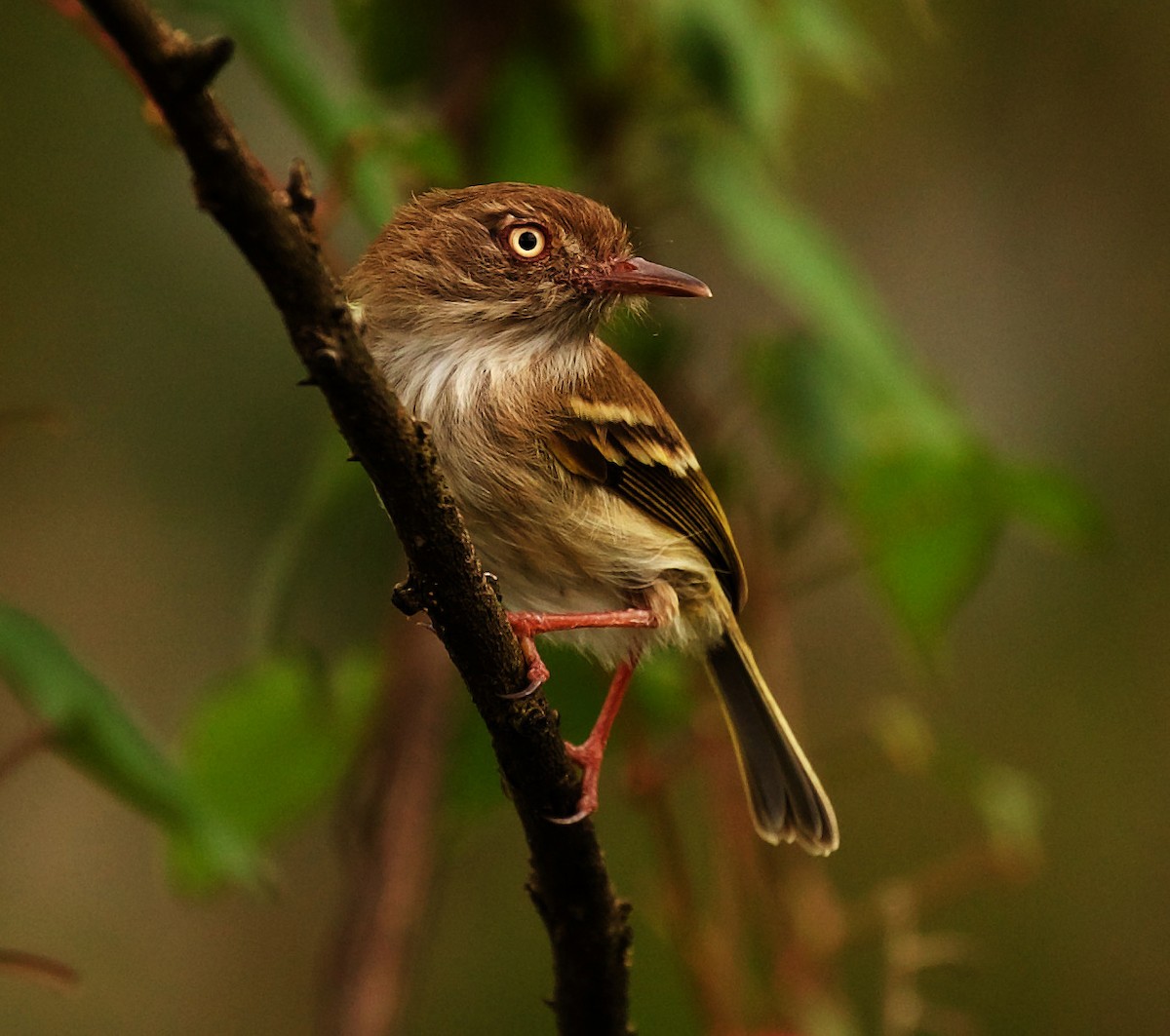 Pearly-vented Tody-Tyrant - ML331794941