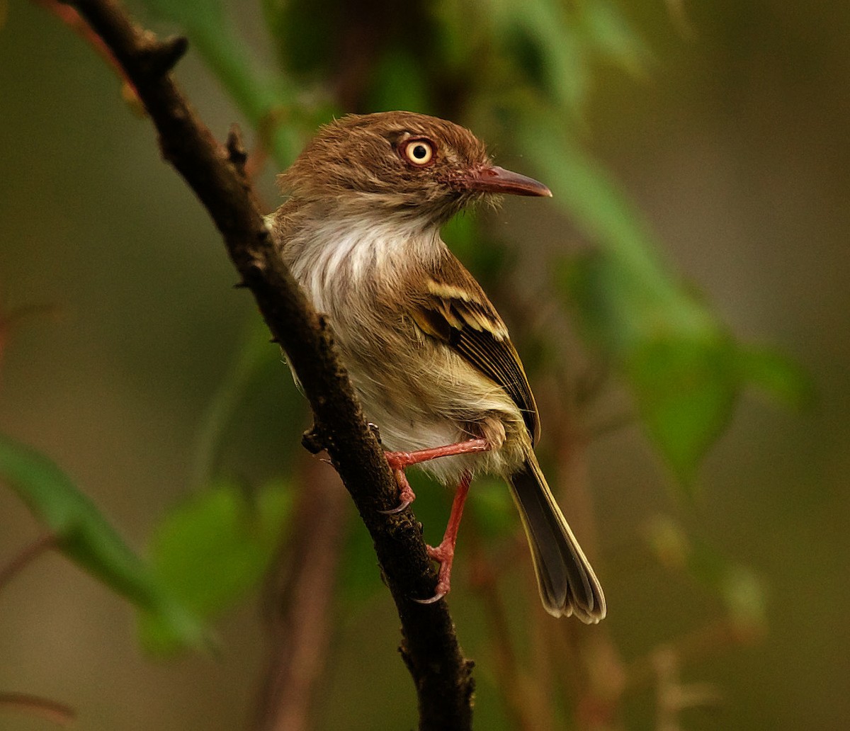 Pearly-vented Tody-Tyrant - ML331795231