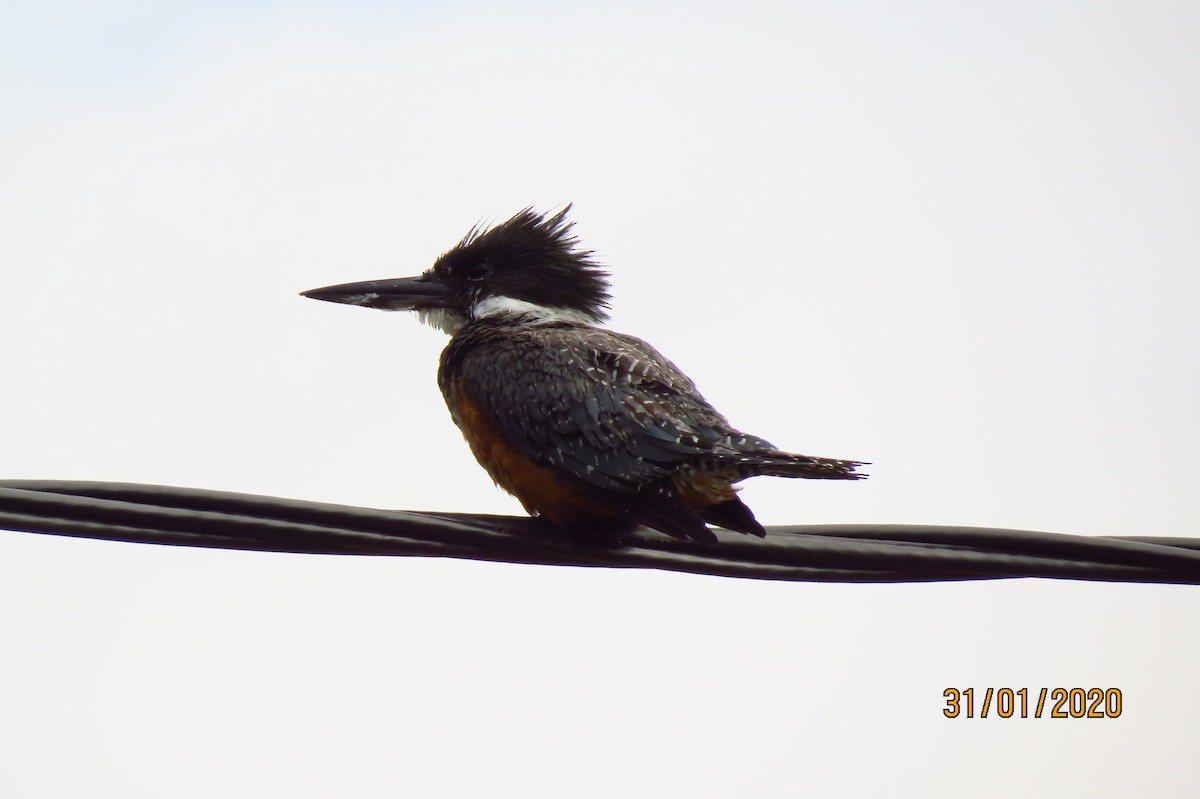 Ringed Kingfisher - ML331798151