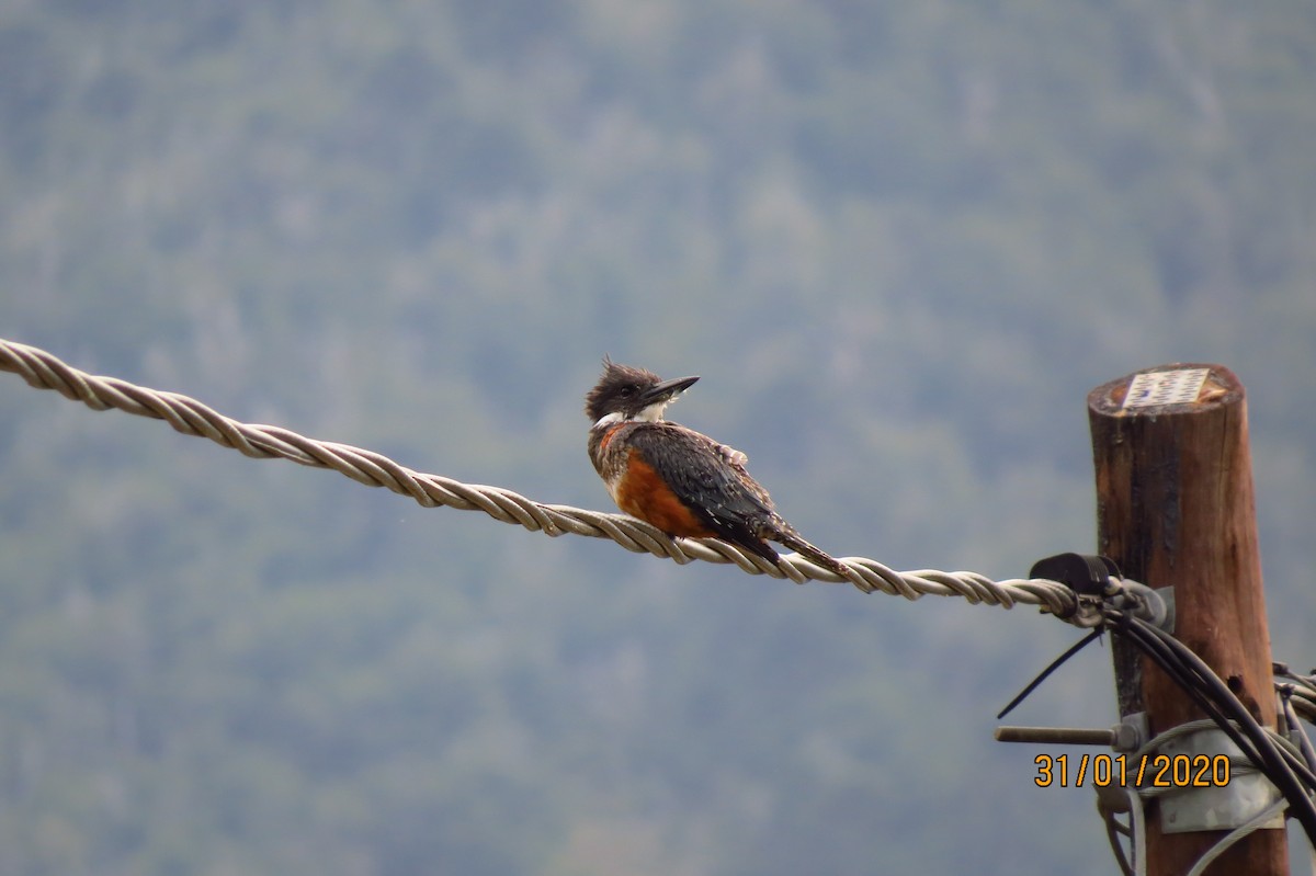 Ringed Kingfisher - ML331798171