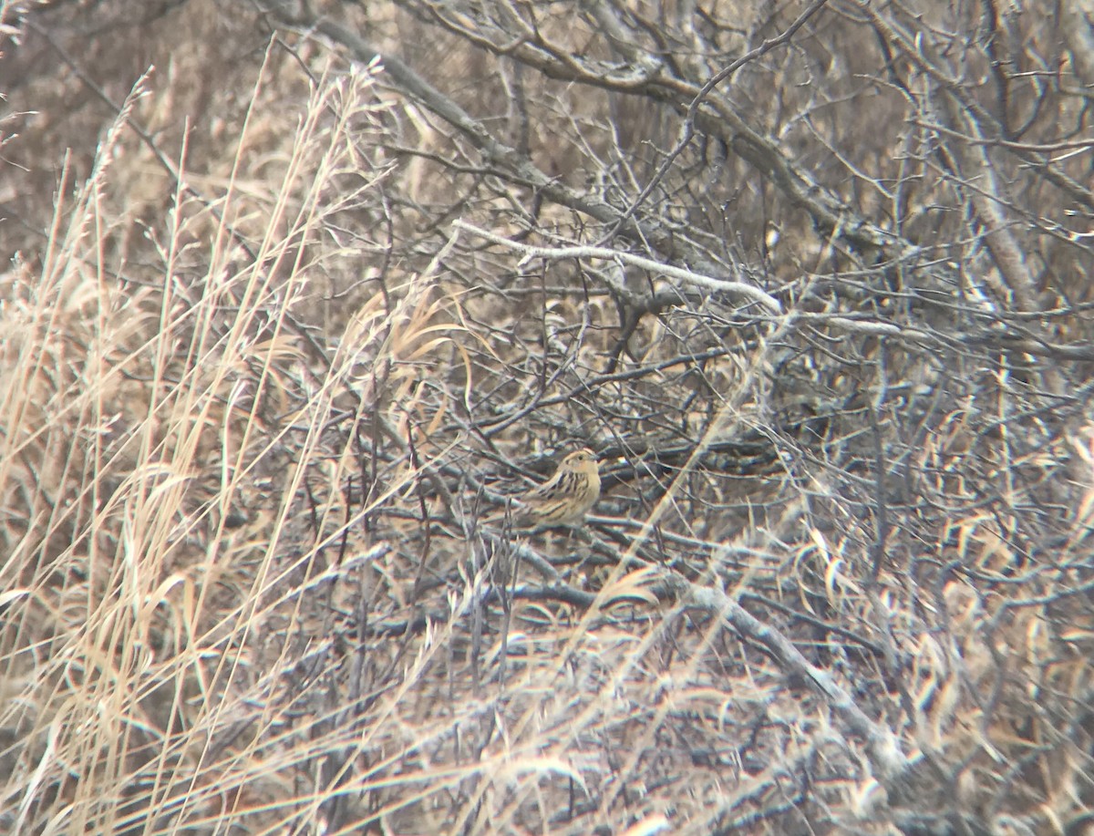 LeConte's Sparrow - ML331798551