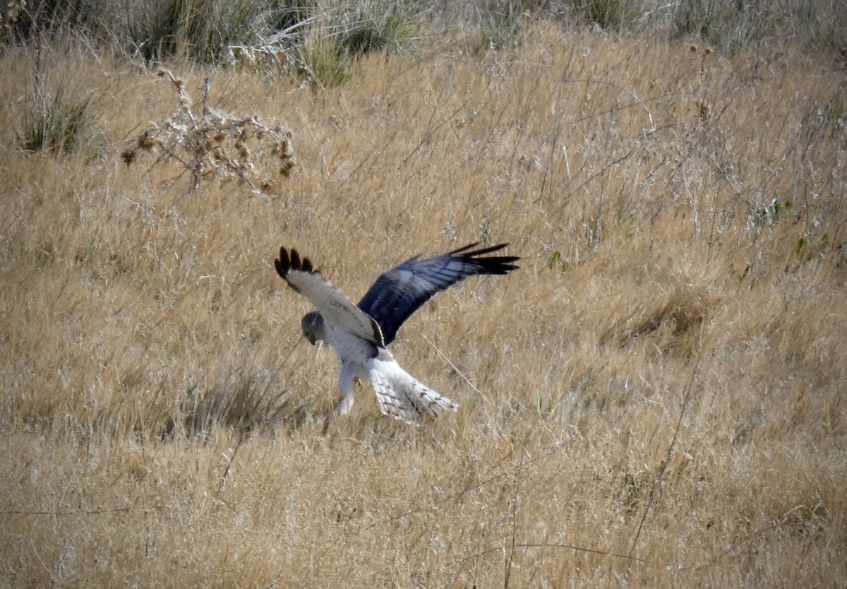 Northern Harrier - ML331799221