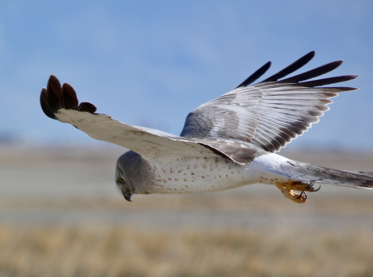 Northern Harrier - ML331799281