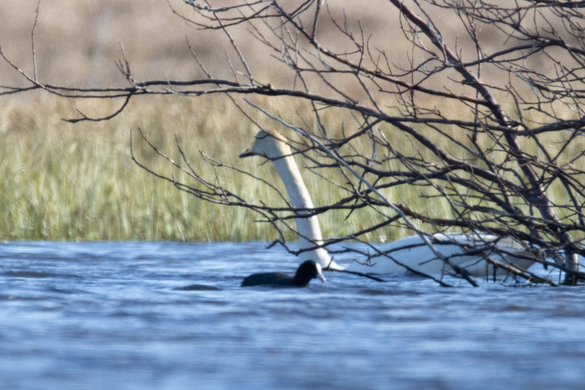 Eurasian Coot - ML331799481