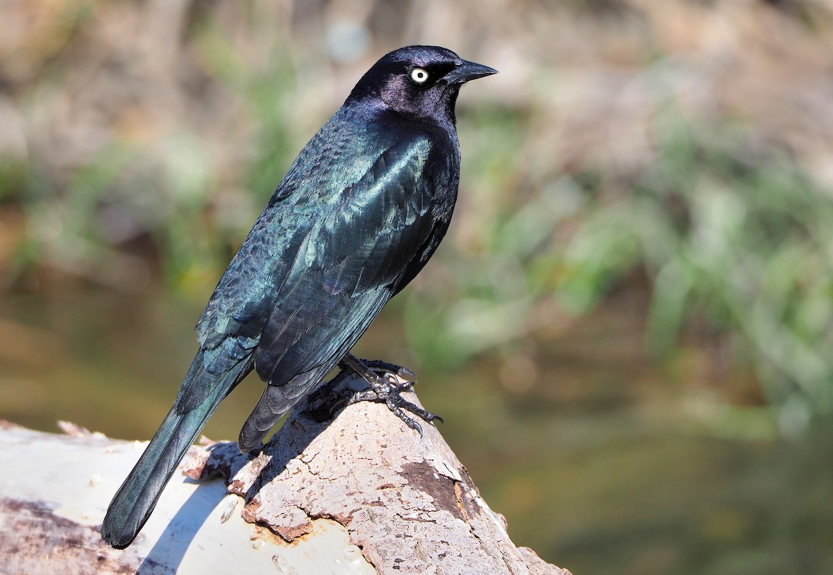 Brewer's Blackbird - ML331799811