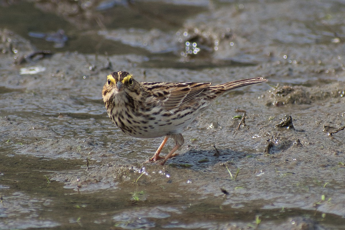 Savannah Sparrow - ML331801451